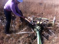 Cuting agave