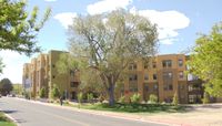 Siberian Elm
