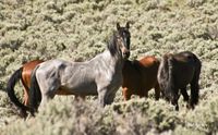 Wild Mustangs