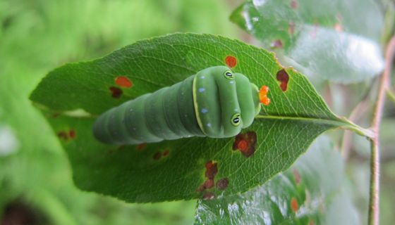 Papilio glaucus larva