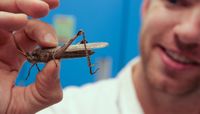 Crop Destroying Insects