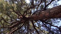 Tree Taos