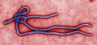 CDC Ebola