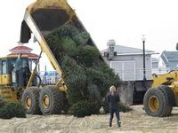 Christmas tree recycling
