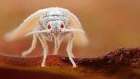 Whitefly