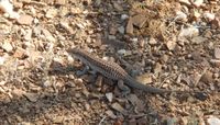 Chihuahuan Spotted Whiptail