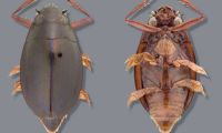 Whirligig Beetle