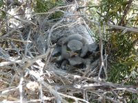 Loggerhead Shrike Nestlings