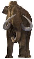 Woolly Mammoth Extinction