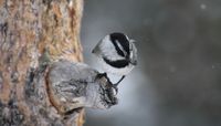 Chickadee