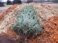 Christmas Tree Recycling