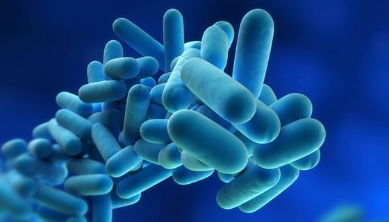 Legionnaires’ Disease is a potentially fatal form of pneumonia. It is caused by the bacterium Legionella pneumophila and related bacteria.