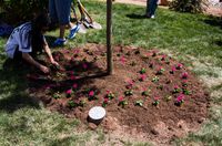 A Rayland Ash was planted to commemorate the 25th anniversary of UNM's Staff Council.