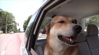 Whatley's dog, Libby, accompanied her on a road trip cross country.