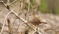 House Wren - Sandia Mtns.
