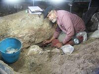 Lawrence Straus excavating in El Miron cave in Spain in 2010.