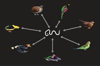 Bird Genomes