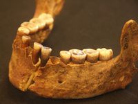 Red Lady Mandible