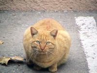 CFA Cat