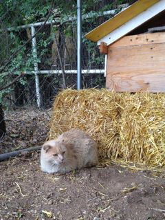 The mother cat getting used to her new home at Mandy's Farm. The cats’ little wooden shelter was also transported to the farm to make the furry family more comfortable in their new surroundings. UNM cat at Mandy's Farm