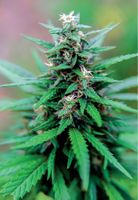 Cannabis research difficult