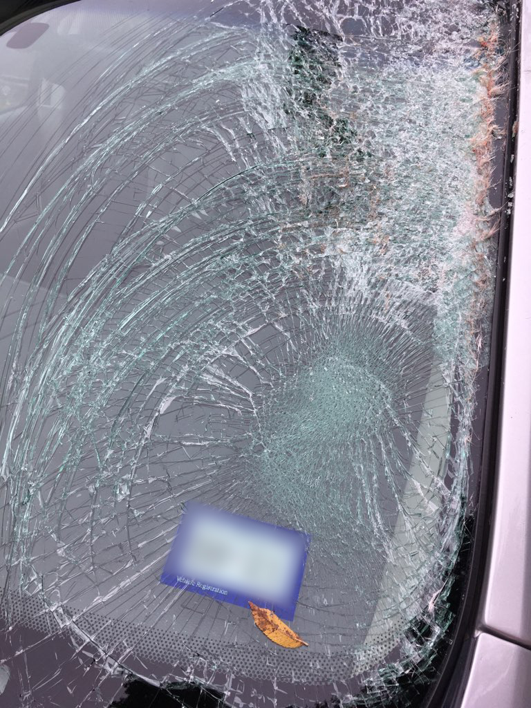 AAA Texas Reminds Drivers About the Dangers of Deer Collisions During Fall AAA Texas