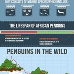 CARING TOGETHER_African Penguins Infographic(2)_small