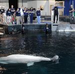 Beluga whale Maris and her newborn calf are closely observed by Georgia Aquarium animal care and veterinary staff during the first few hours after the calf’s birth. babybeluga-1333