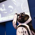 George Waddlesworth waves to fans and guests of Georgia Aquarium’s annual Party with the Penguins event. George Waddlesworth