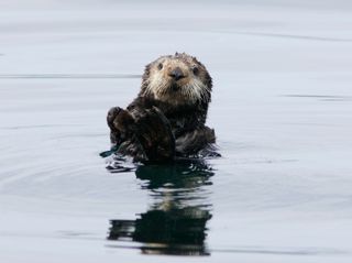 A wild southern sea otter © Monterey Bay Aquarium A wild southern sea otter © Monterey Bay Aquarium