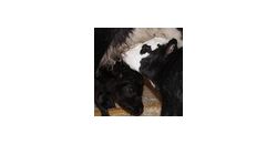 Calves_story - Thumb Calves_story - Thumb