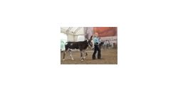 Mini Donkey2 Mini Donkey2