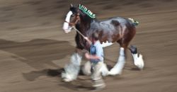 Heavy Horse Show Heavy Horse Show