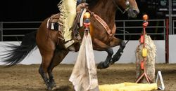 Runt Rageth, Cowboy Up Grand Champion Runt Rageth, Cowboy Up Grand Champion