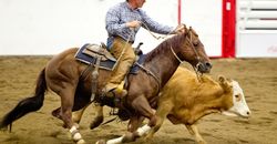 2014 Stampede Working Cow Horse Competition 2014 Stampede Working Cow Horse Competition