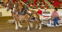 2014 Heavy Horse Pull 2014 Heavy Horse Pull