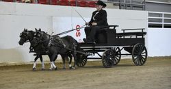 2015 - Lord Sterling Cup, Miniature Horse Show, Charlene Gale 2015 - Lord Sterling Cup, Miniature Horse Show, Charlene Gale