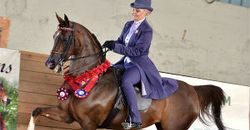 Arabian Horse Show Arabian Horse Show