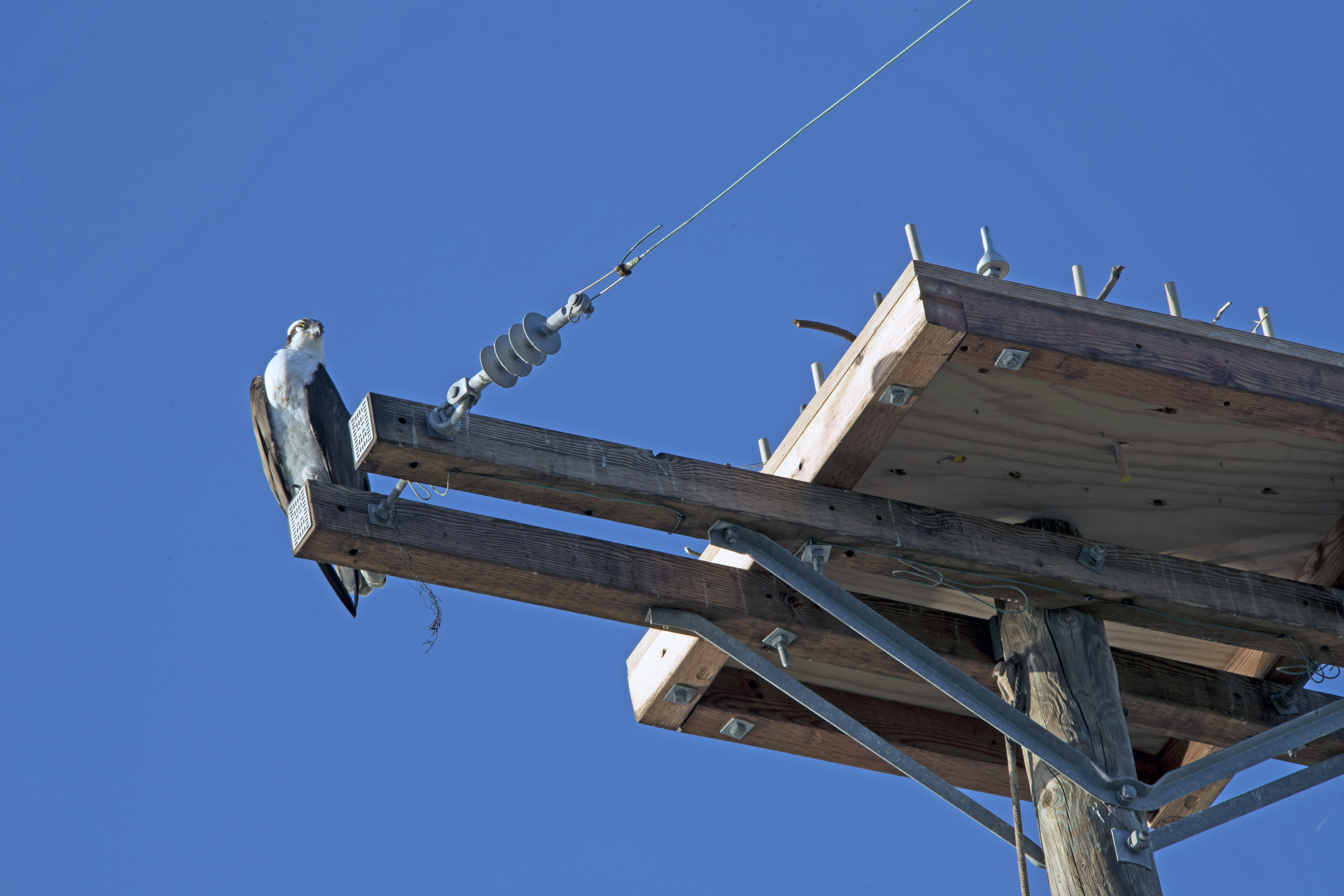 An osprey perches next to the new platform. Ospreys