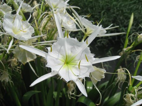 Rocky Shoals Spider Lily
