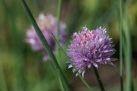 A spring onion blossoms at Dilworth Community Garden. DKE-DilworthComGarden-16