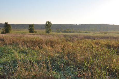 Prairie lands restored to native condition Grasses_DSC_0019