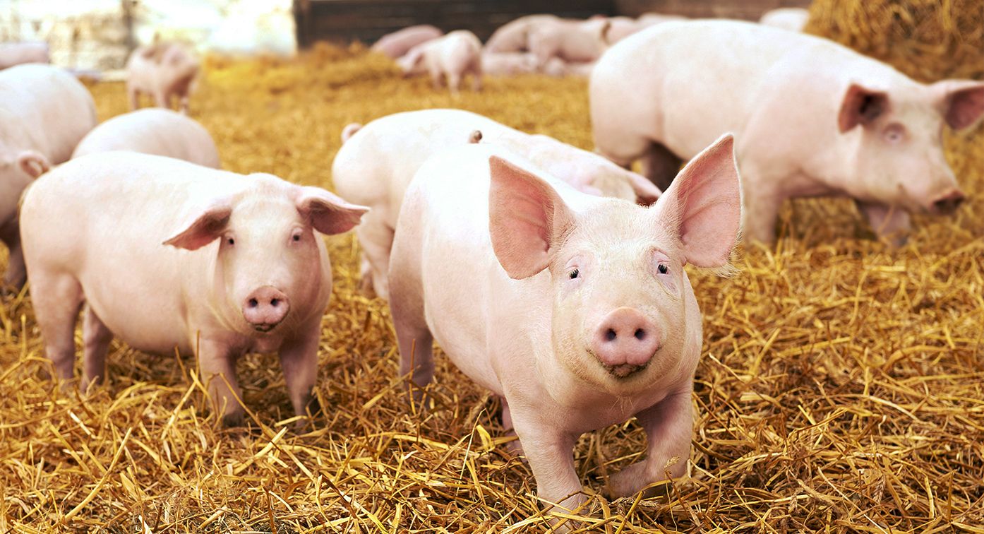 Need caption? Carbon Pigs 2