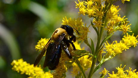 Bees(1)700x400