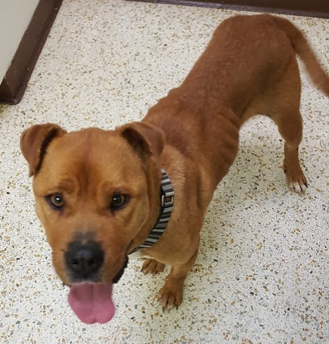 Jojo was malnourished and too thin to be spayed when the Gantts took her in as a foster in February 2016. Jo-thin from shelter 02=23=16