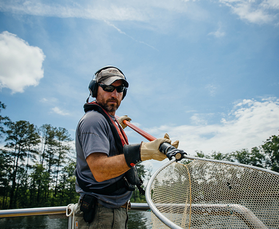 Environmental scientist, Rob Nichols, nets fish for analyzing. 03-Harris_Bio