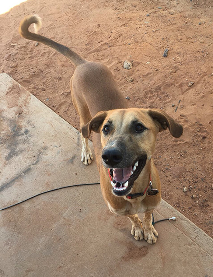 Duke, a stray dog that the troop has adopted while in Niger. 2017-1219-Clay-Green-Beret-2
