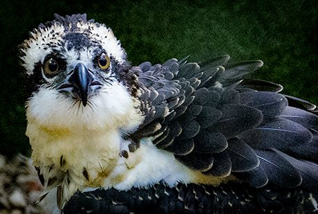 Kip, the osprey. 02-Osprey-460_309