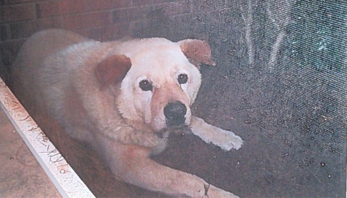 Elvis earned his name because he was "nothin' but a hound dog," as a chow chow German shepherd mix. 20170503ElvisDog_700_1