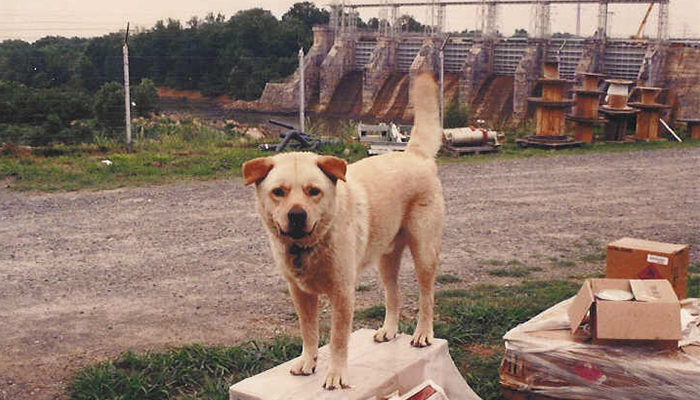 Elvis, Wylie Hydro Plant's last plant dog, provided protection from critters like snakes while employees walked the plant's perimeter. 20170503ElvisDog_700_4